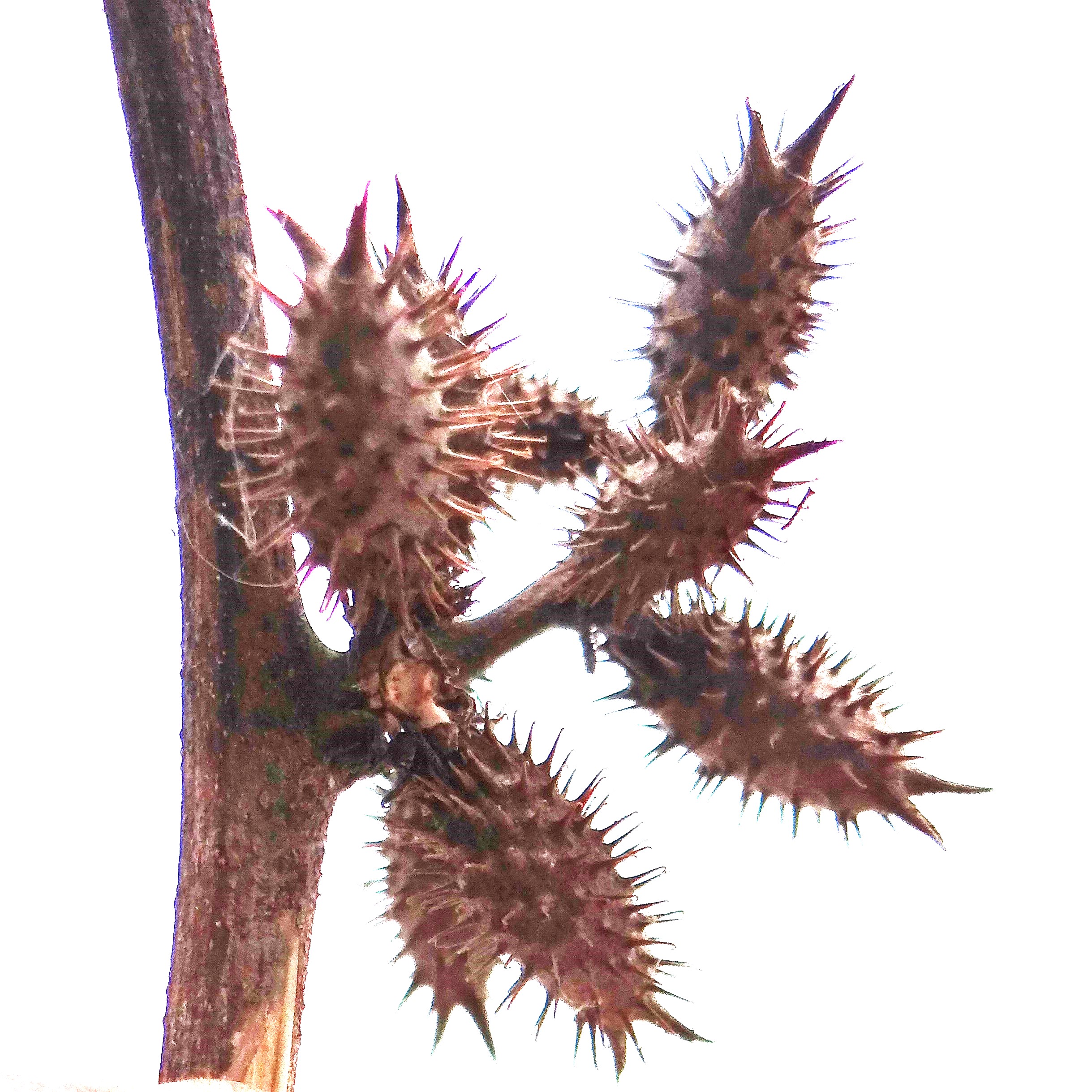  Mature Burrs